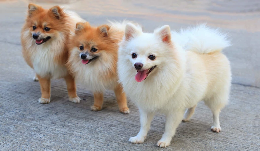 3 ejemplares pomerania colores claros