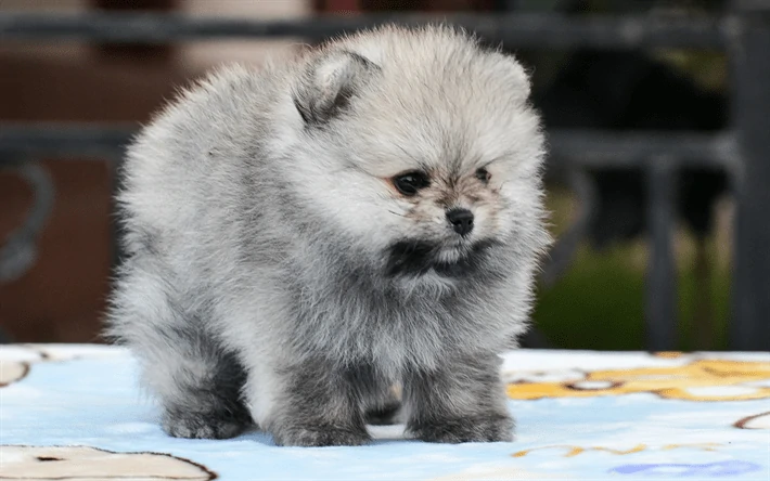 ccachorro color gris