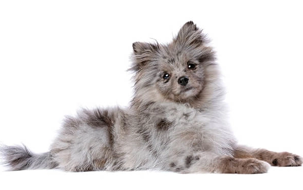pomerania color merle